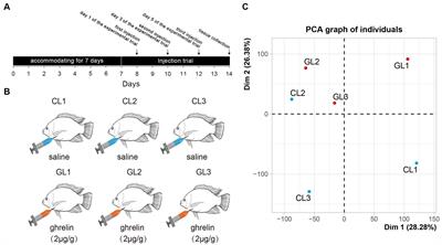 Hepatic transcriptome analysis provides new insights into ghrelin regulation of the liver in Nile tilapia (Oreochromis niloticus)